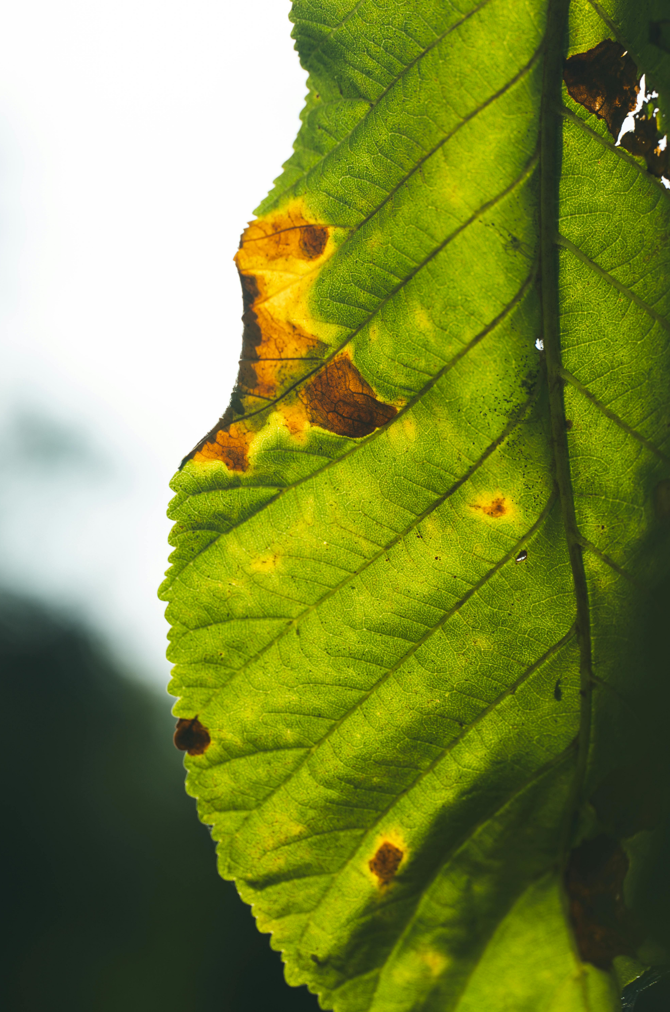 Late Disease Detection